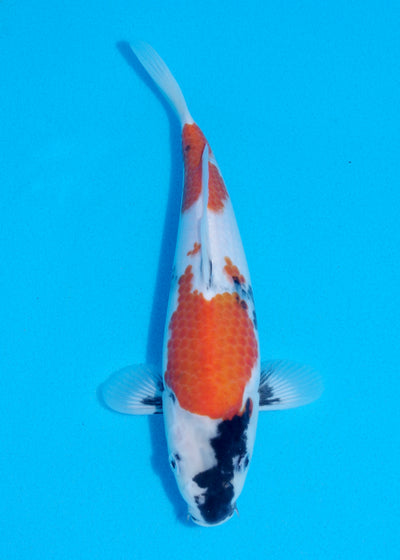 27cm Showa (Marujyu) REF - OCT024