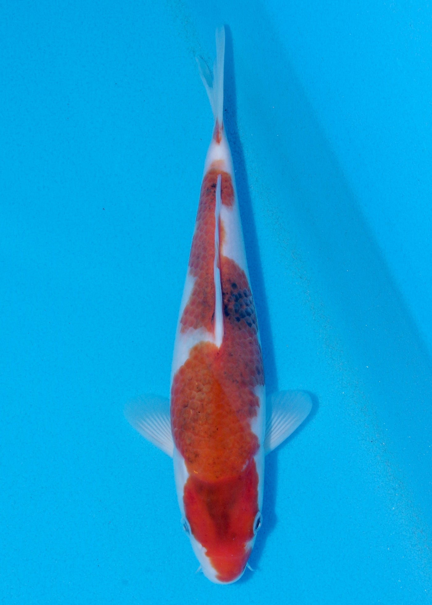 27cm Budo Goromo (Marujyu) REF - OCT025