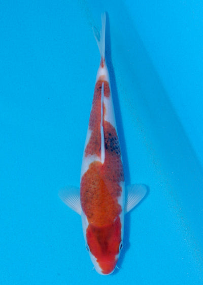 27cm Budo Goromo (Marujyu) REF - OCT025