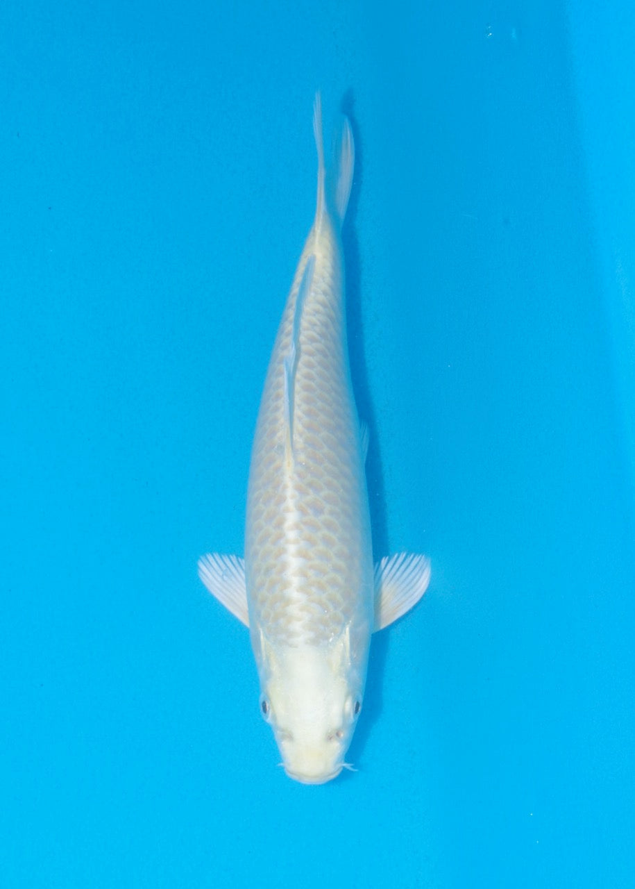 23cm Yamabuki Ogon REF SRL02-F038