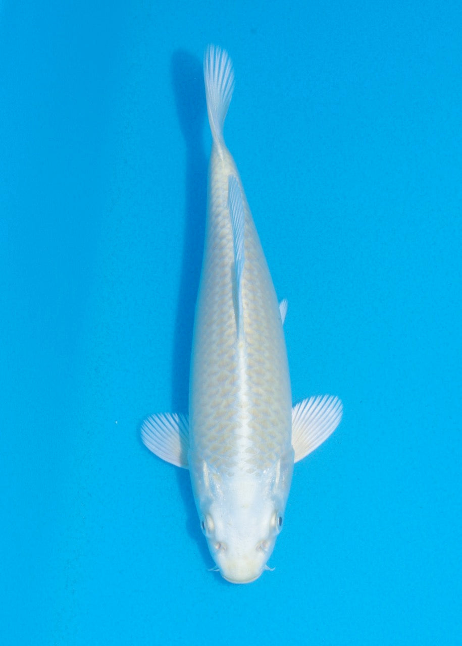 22cm Yamabuki Ogon REF SRL02-F042