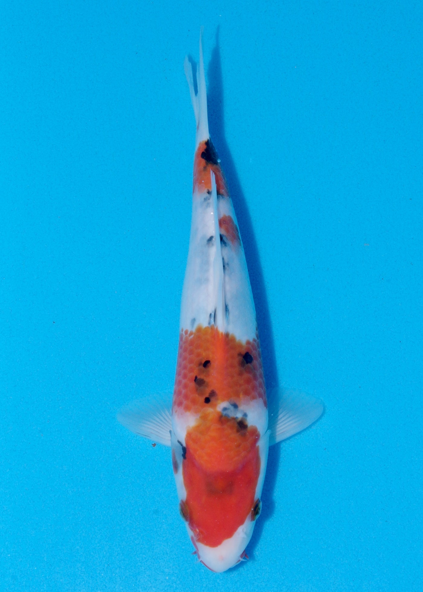 28cm Showa (Marujyu) REF - OCT026