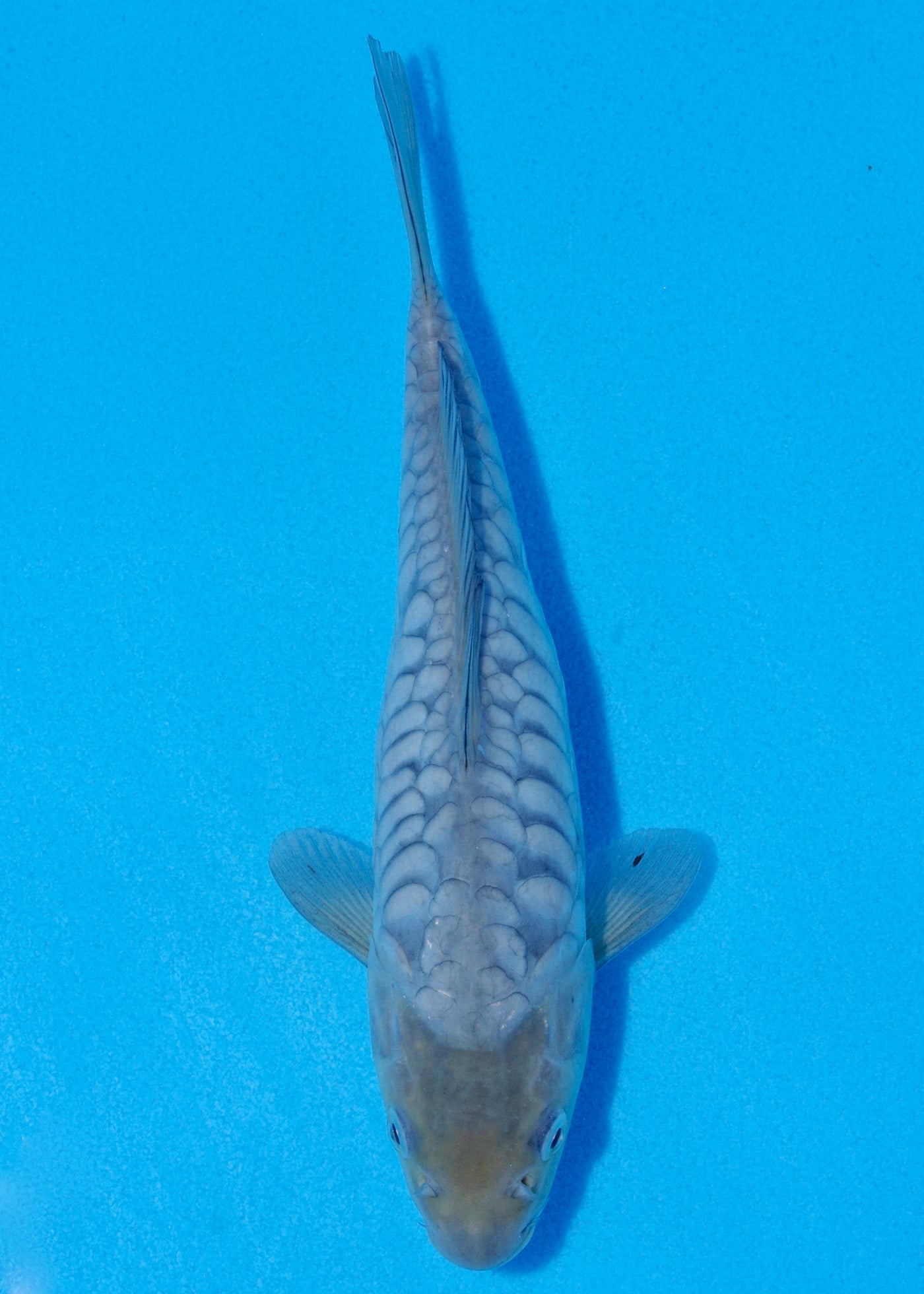 23cm Aragoke (Byer Koi Farm) REF - JUN26