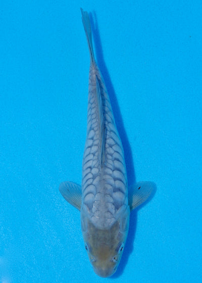 23cm Aragoke (Byer Koi Farm) REF - JUN26