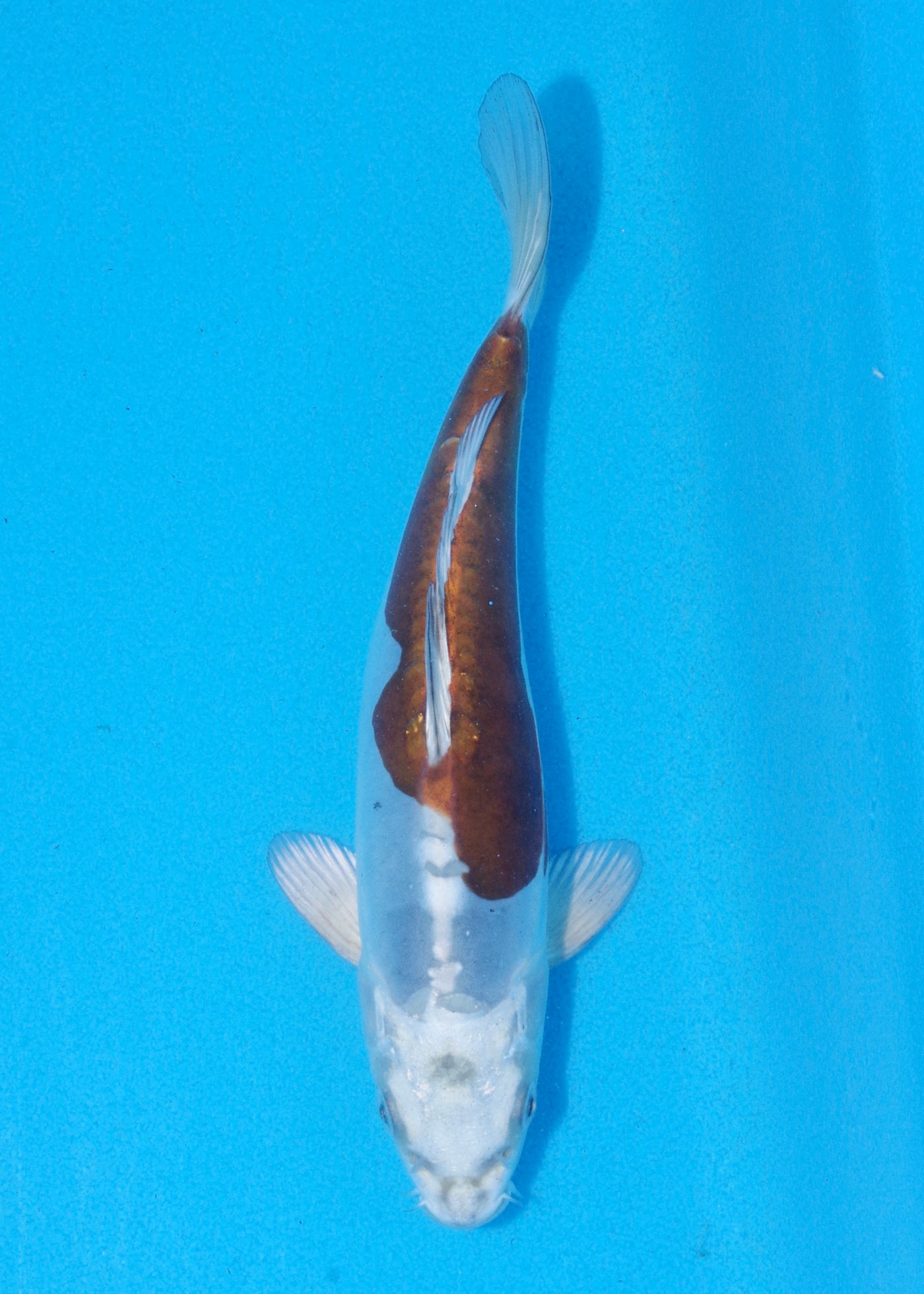 21cm Doitsu Kogane Ochiba (Byer Koi Farm) REF - MA65