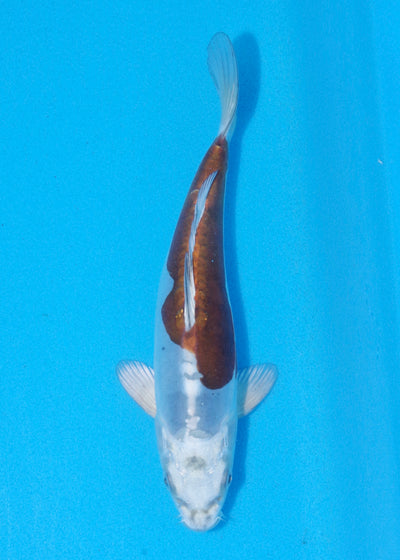 21cm Doitsu Kogane Ochiba (Byer Koi Farm) REF - MA65