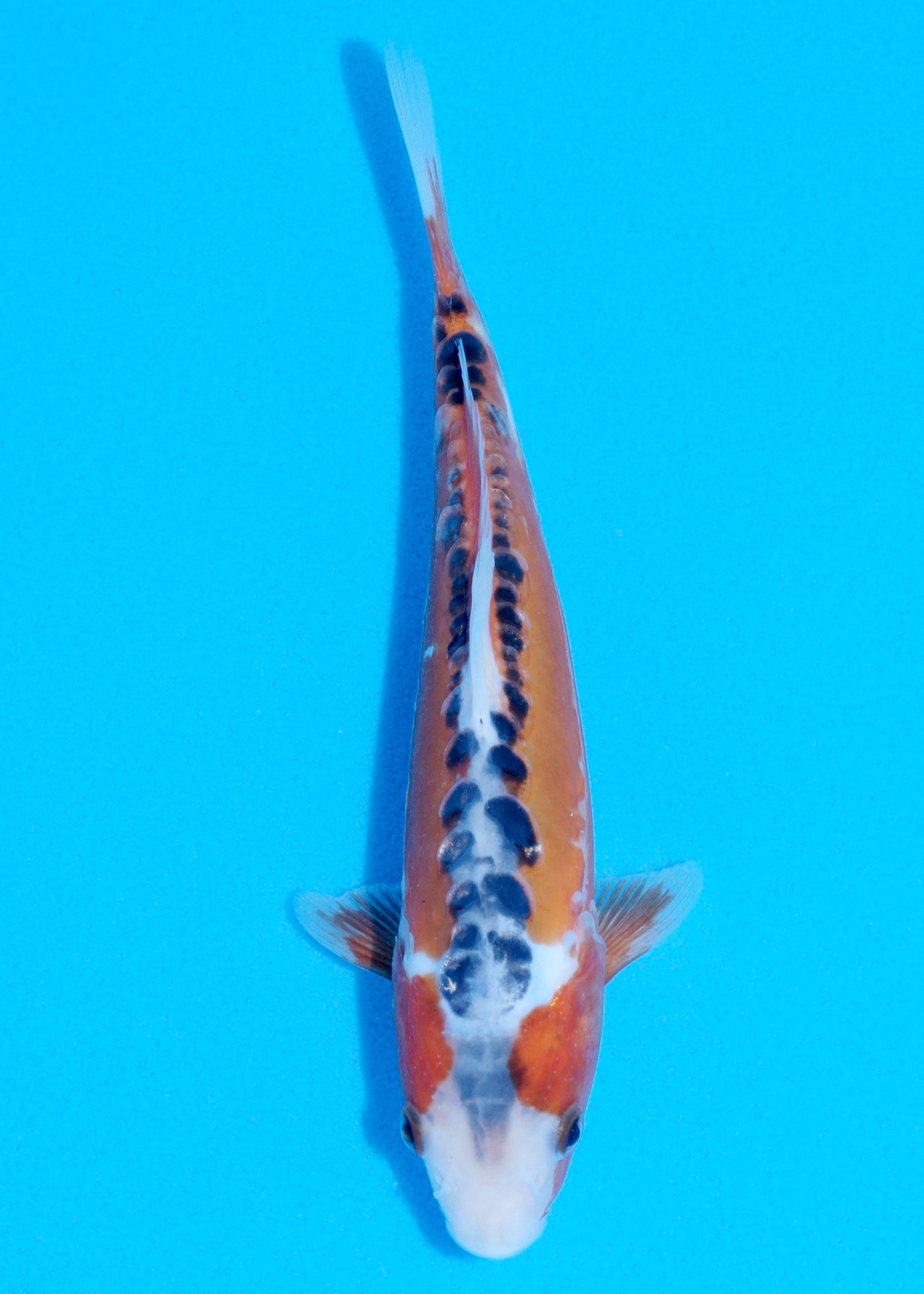 23cm Shusui (Byer Koi Farm) REF - JUN27