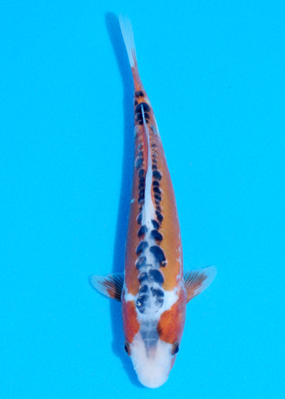 23cm Shusui (Byer Koi Farm) REF - JUN27