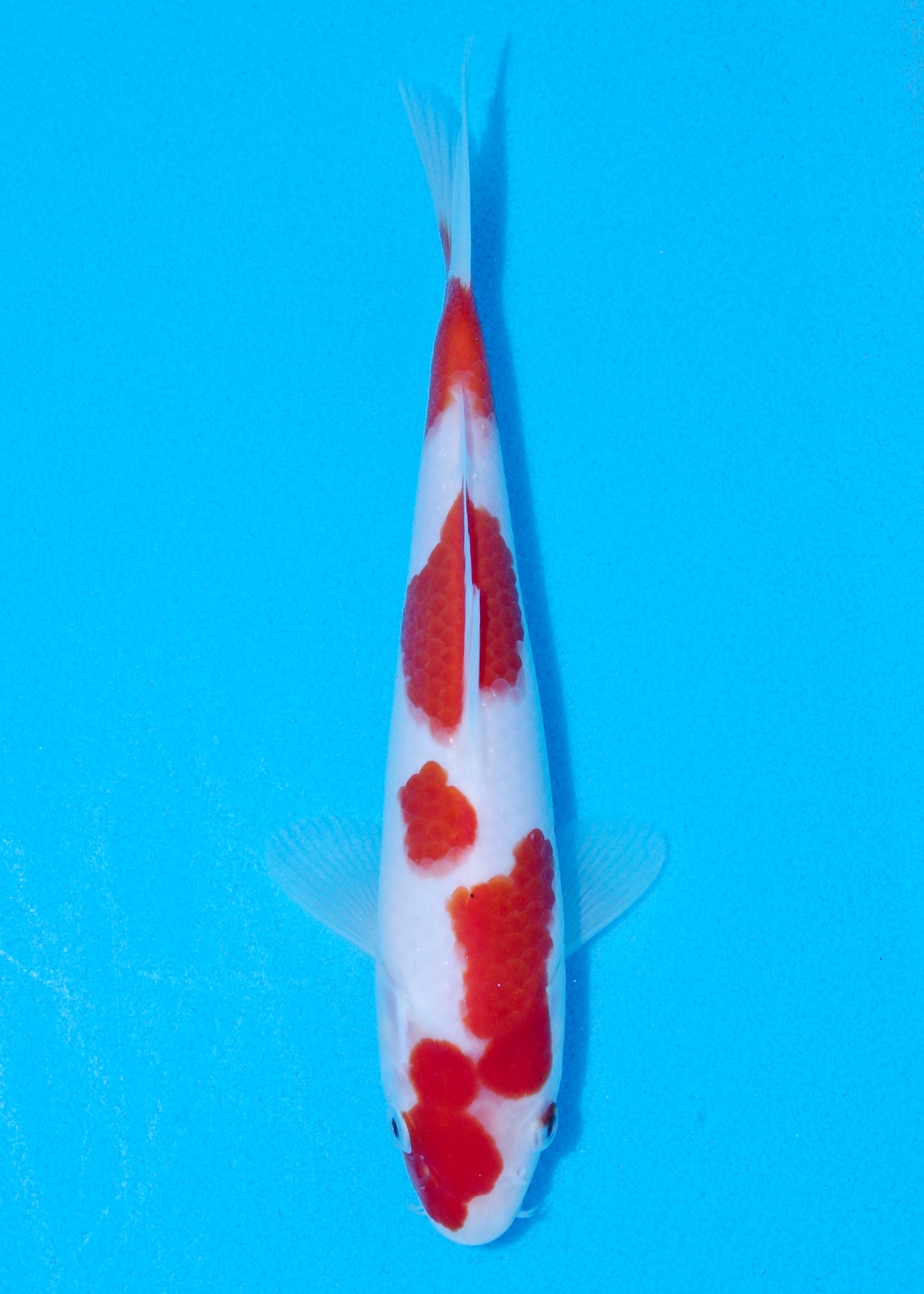 23cm Kohaku (Byer Koi Farm) REF - JUN28