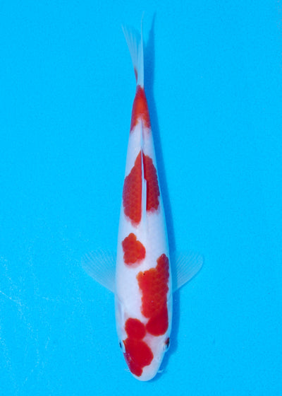 23cm Kohaku (Byer Koi Farm) REF - JUN28