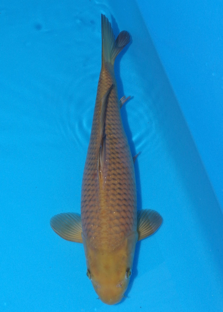 43cm Chagoi (Oakly) REF A23_SRL04