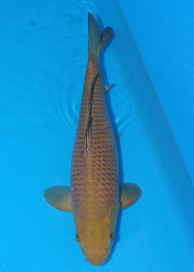 43cm Chagoi (Oakly) REF A23_SRL04