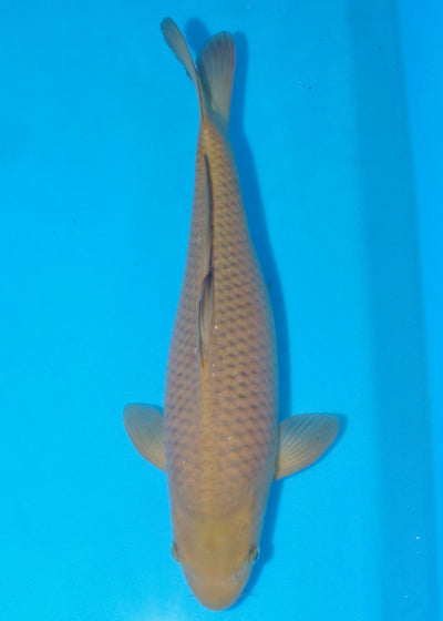 43cm Chagoi (Oakly) REF A23_SRL04