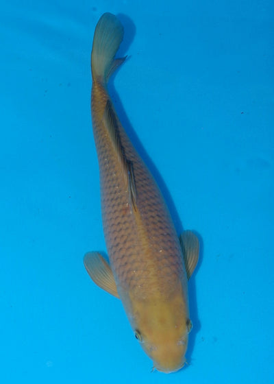 43cm Chagoi (Oakly) REF A23_SRL04
