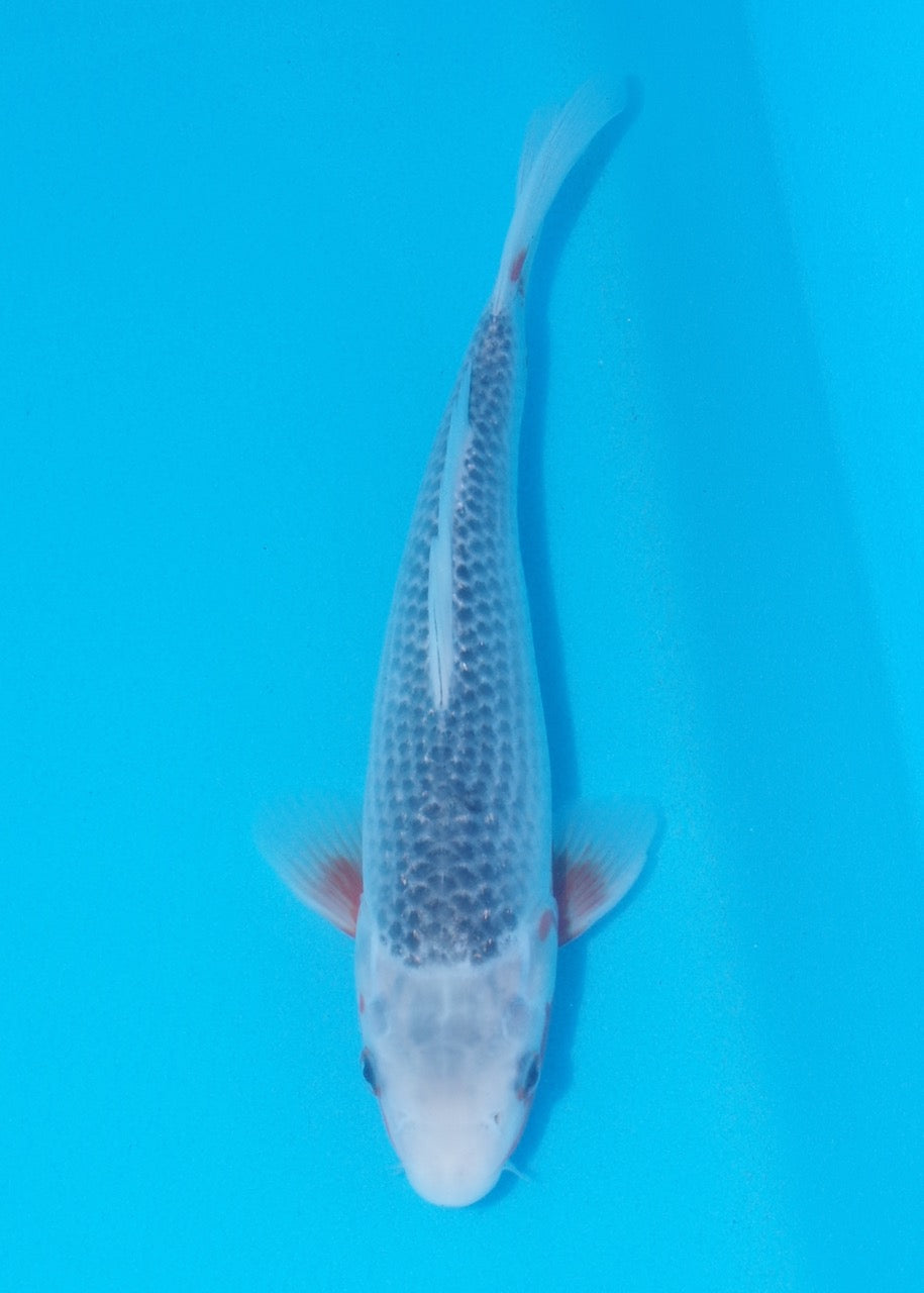 26cm Asagi REF SRL02-J027