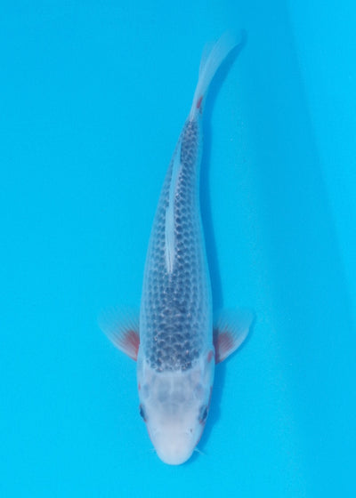 26cm Asagi REF SRL02-J027