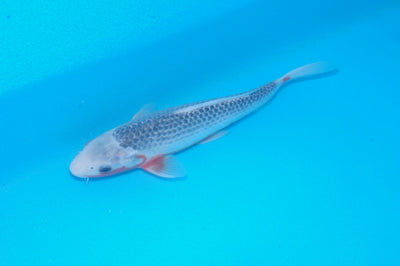 26cm Asagi REF SRL02-J027