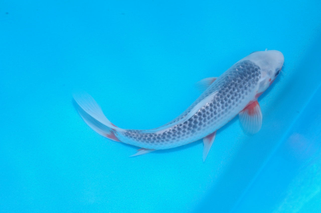 26cm Asagi REF SRL02-J027