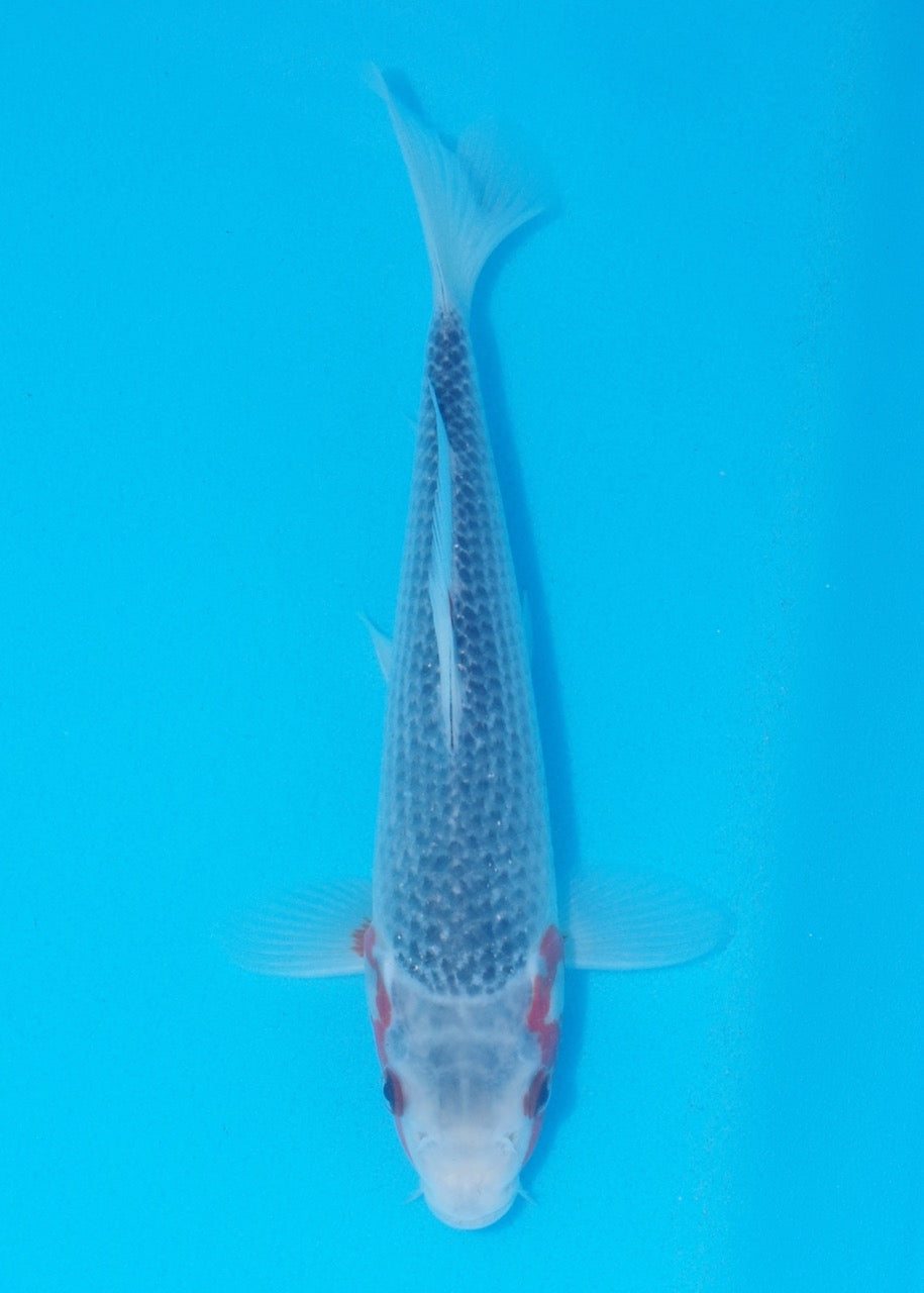 23cm Asagi REF SRL02-J029