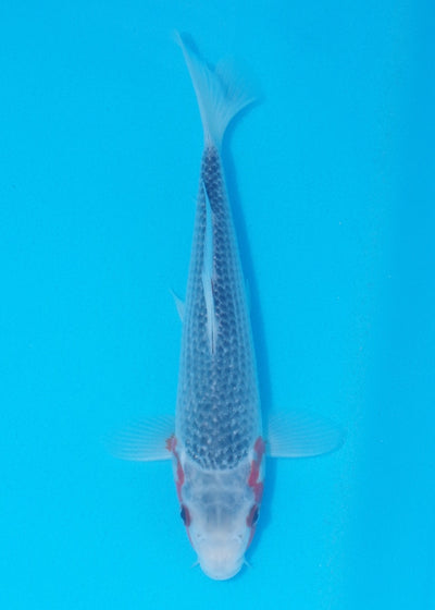 23cm Asagi REF SRL02-J029