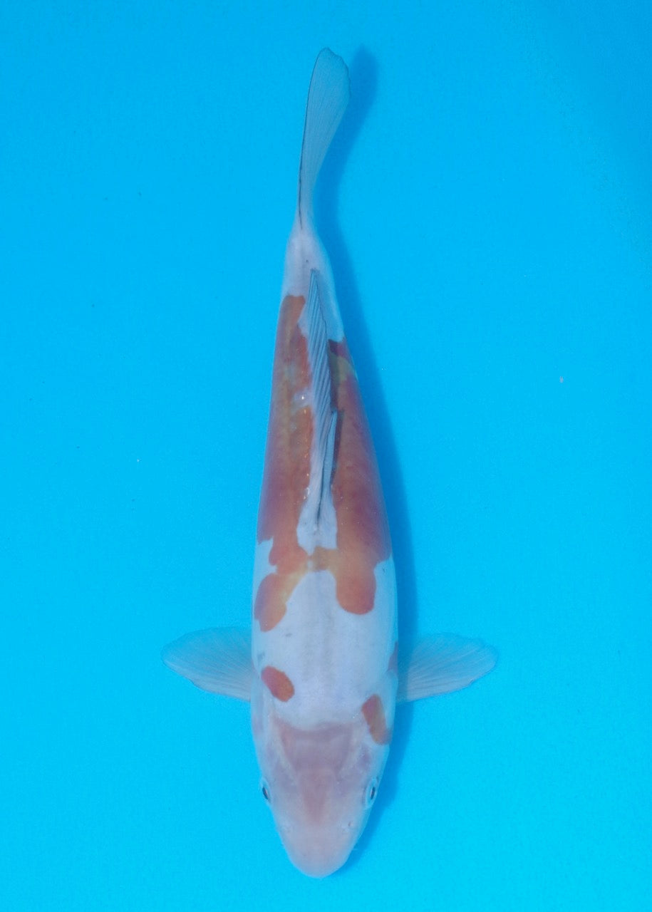 27cm Doitsu Ochiba REF SRL02-J023