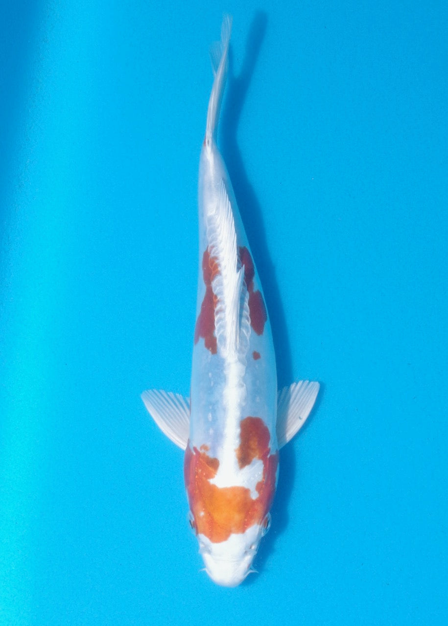 24cm kikisui REF SRL02-J024