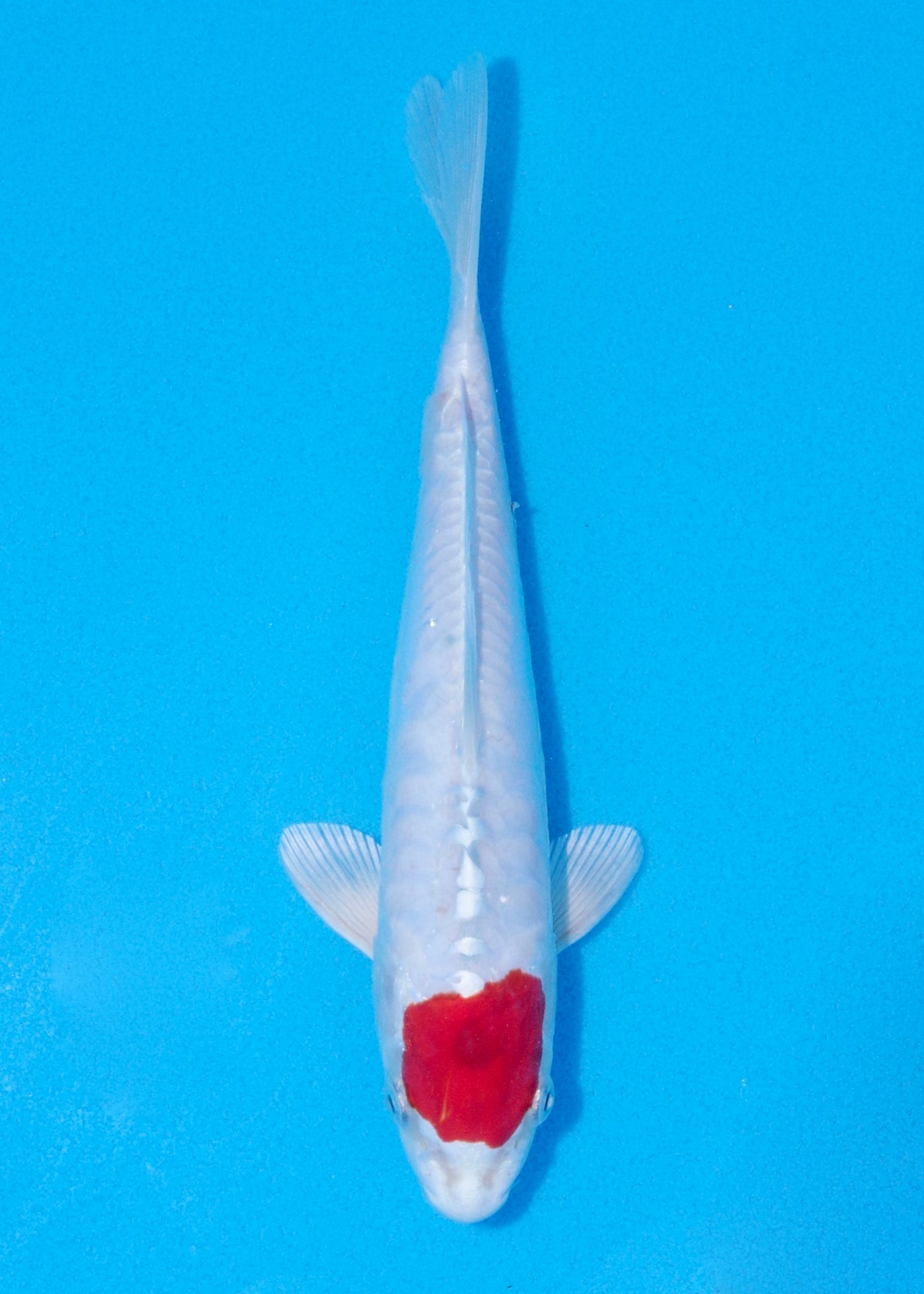 23cm Tancho Kikisui (Byer Koi Farm) REF - JUN29