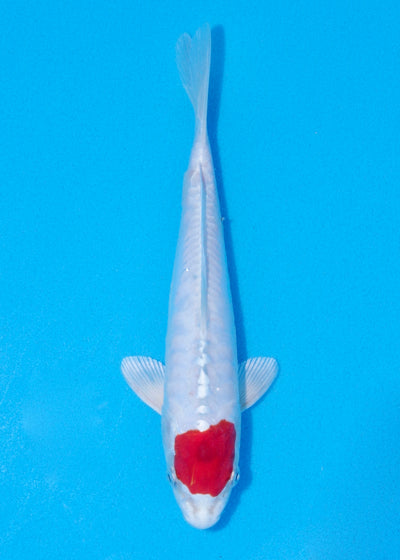 23cm Tancho Kikisui (Byer Koi Farm) REF - JUN29