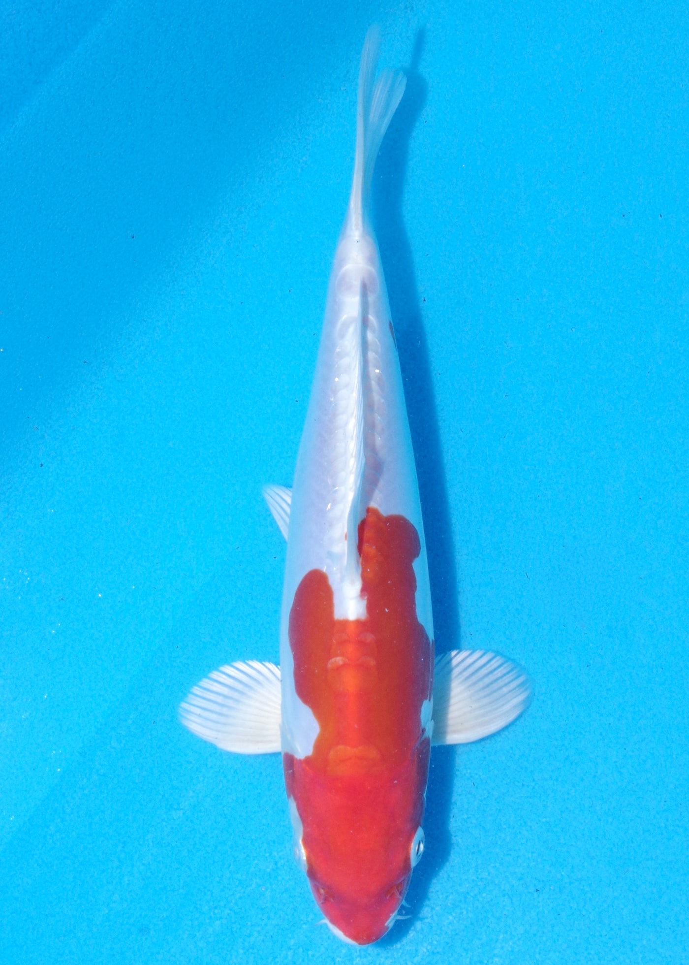 24cm Kikisui (Byer Koi Farm) REF - MA67