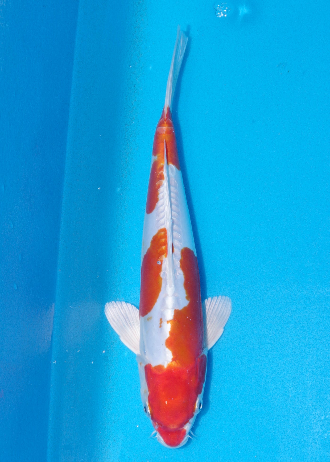 30cm Kikisui (Byer Koi Farm) REF - OCT029
