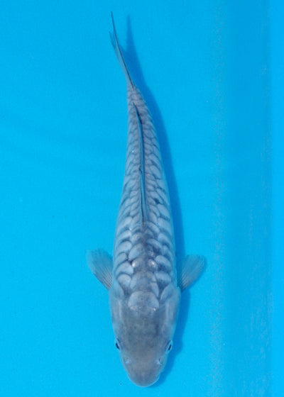 28cm Aragoke (Byer Koi Farm) REF - JUN02