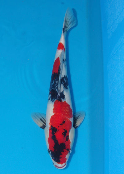 53cm Showa (Marujyu) REF - OCT002