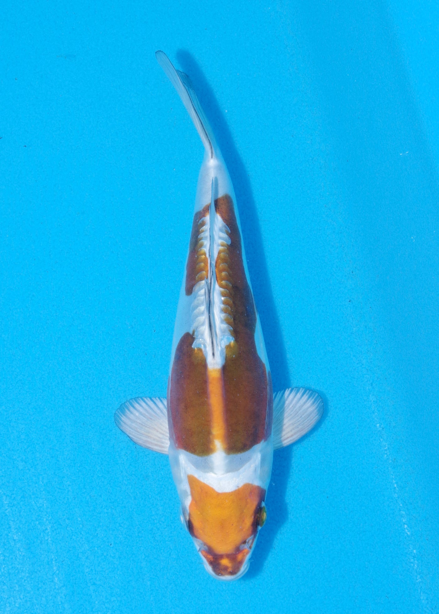 21cm Doitsu Kogane Ochiba (Byer Koi Farm) REF - MA68