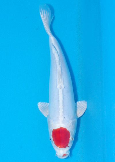 28cm Tancho Kikisui (Byer Koi Farm) REF - OCT030