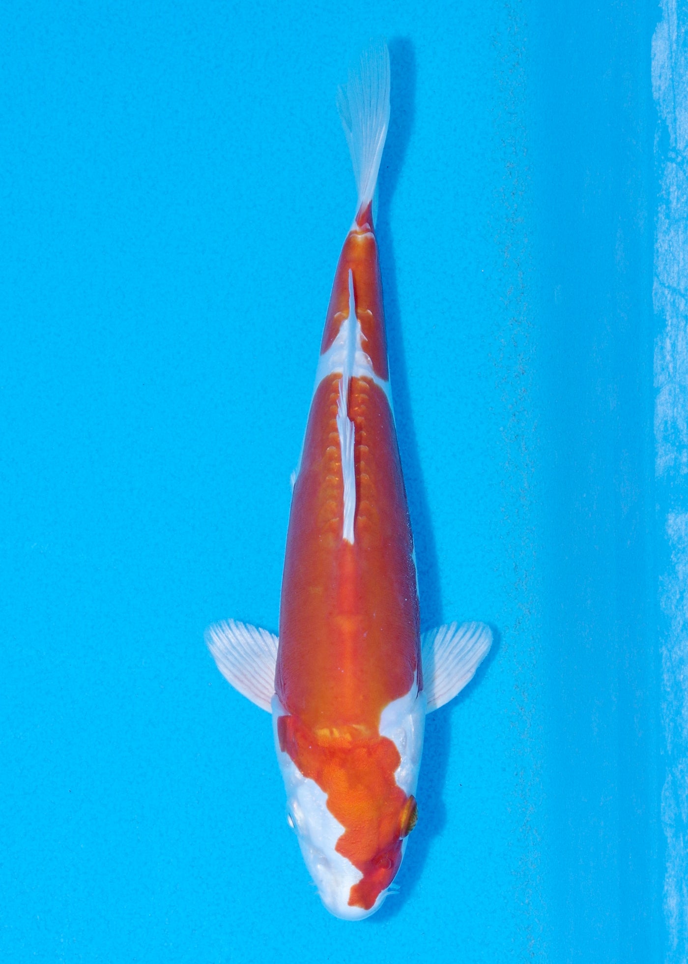 23cm Kikisui (Byer Koi Farm) REF - JUN30