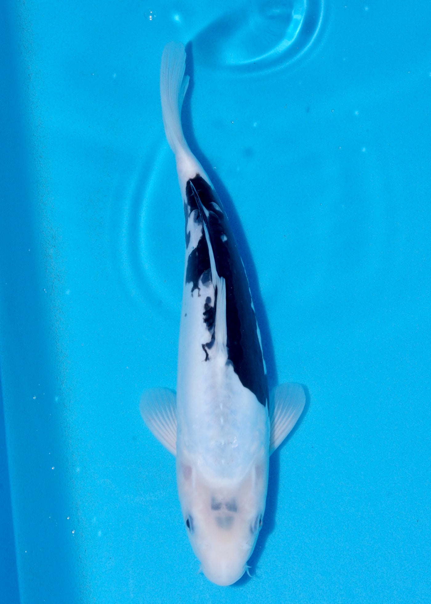 33cm Kumonryu (Byer Koi Farm) REF - OCT031