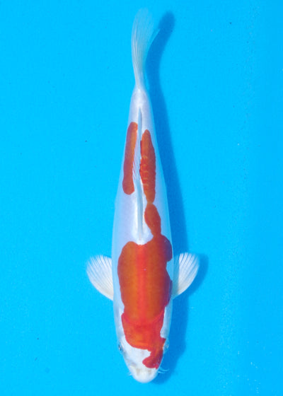 23cm Kikisui (Byer Koi Farm) REF - MA69