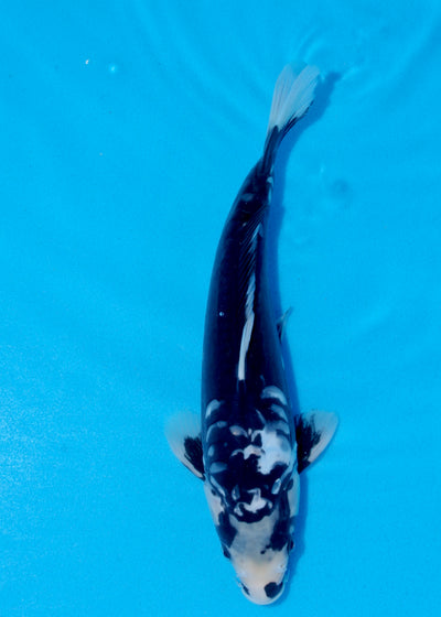 32cm Kumonryu (Byer Koi Farm) REF - OCT032