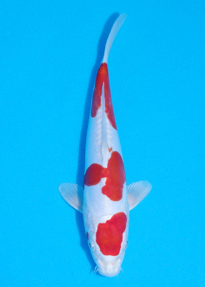 26cm Kikisui (Byer Koi Farm) REF - JUN32