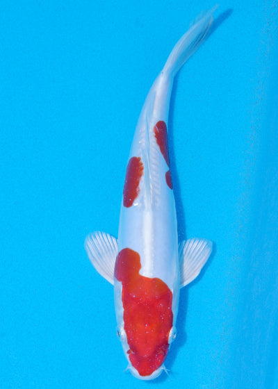 26cm Kikisui (Byer Koi Farm) REF - JUN33