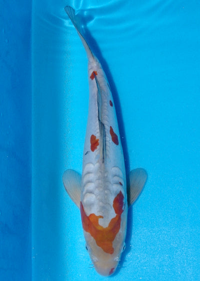 31cm Doitsu Ochiba (Byer Koi Farm) REF - OCT033