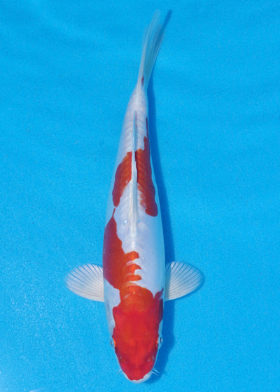 25.5cm Kikisui (Byer Koi Farm) REF - MA72
