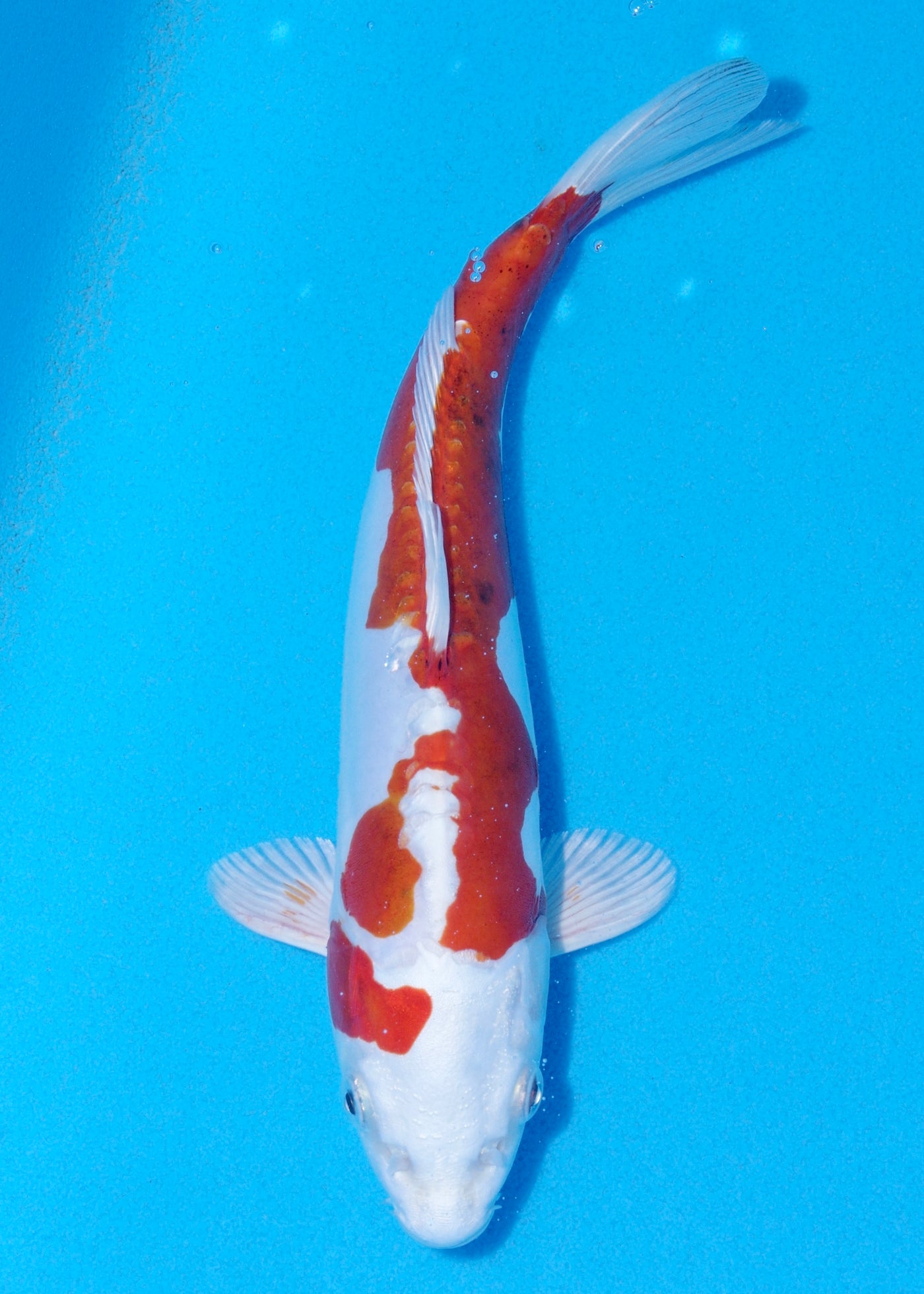 26cm Kikisui (Byer Koi Farm) REF - JUN34