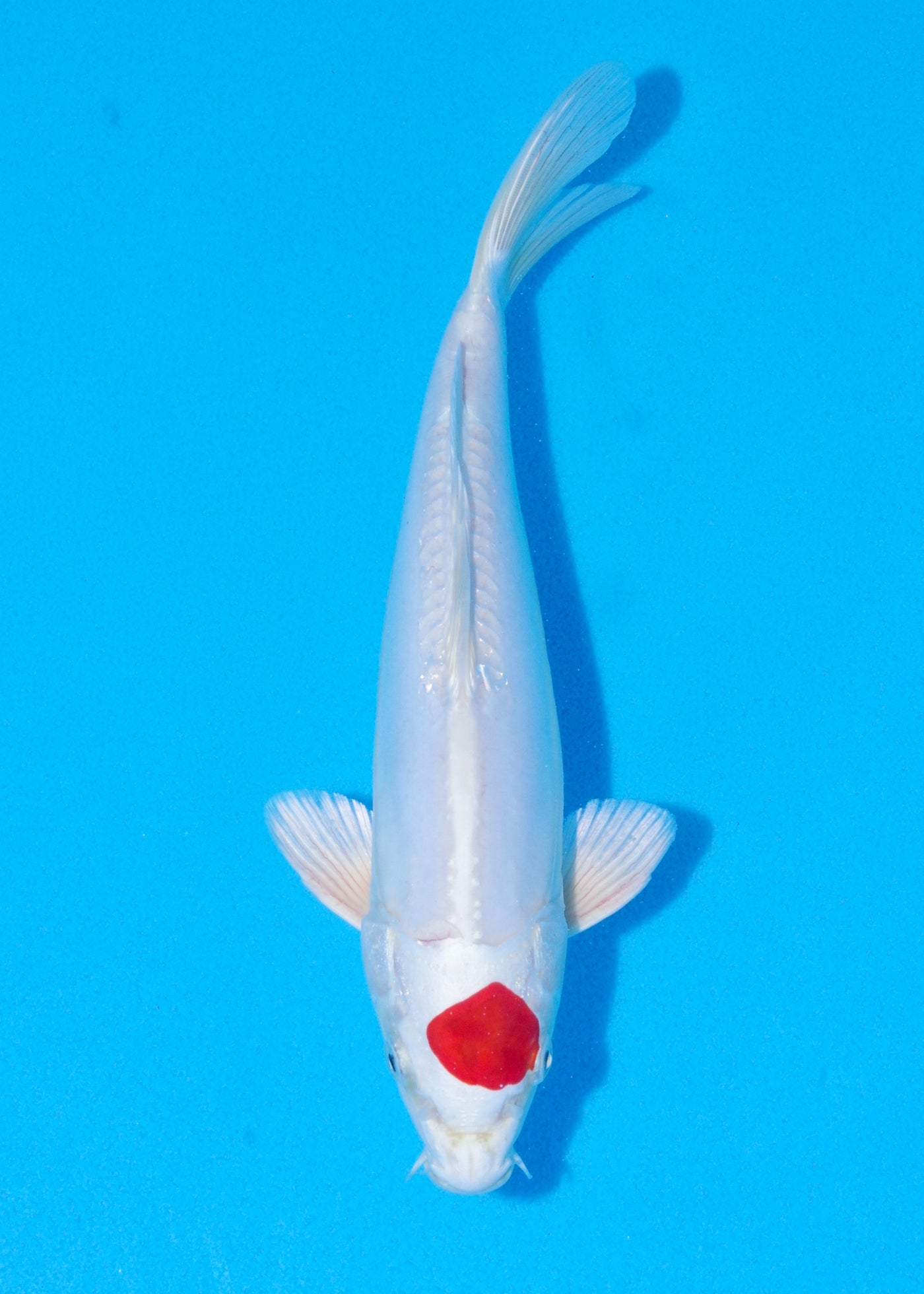 26cm Tancho Kikisui (Byer Koi Farm) REF - JUN35