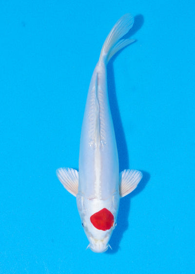 26cm Tancho Kikisui (Byer Koi Farm) REF - JUN35