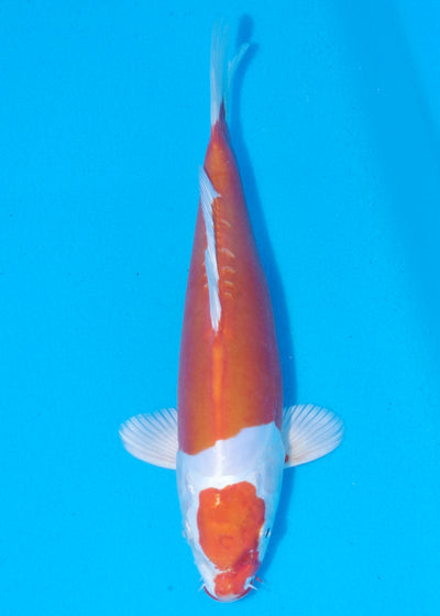 25cm Kikisui (Byer Koi Farm) REF - MA73