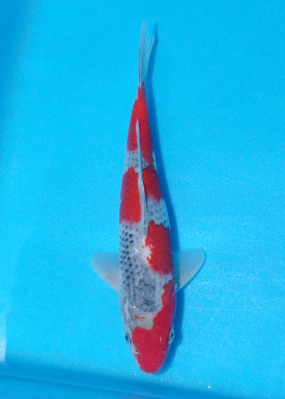 25cm Goshiki (Byer Koi Farm) REF - OCT035