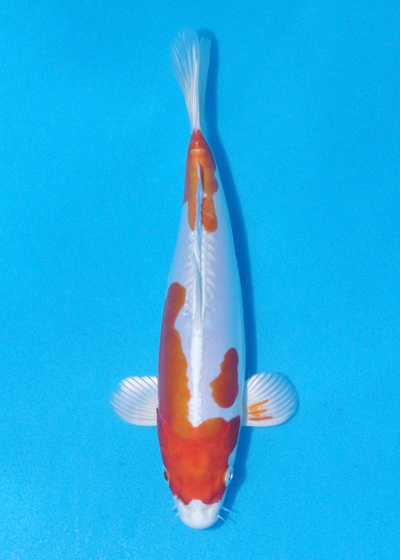25cm Kikisui (Byer Koi Farm) REF - MA74