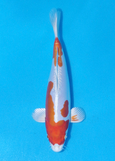 25cm Kikisui (Byer Koi Farm) REF - MA74