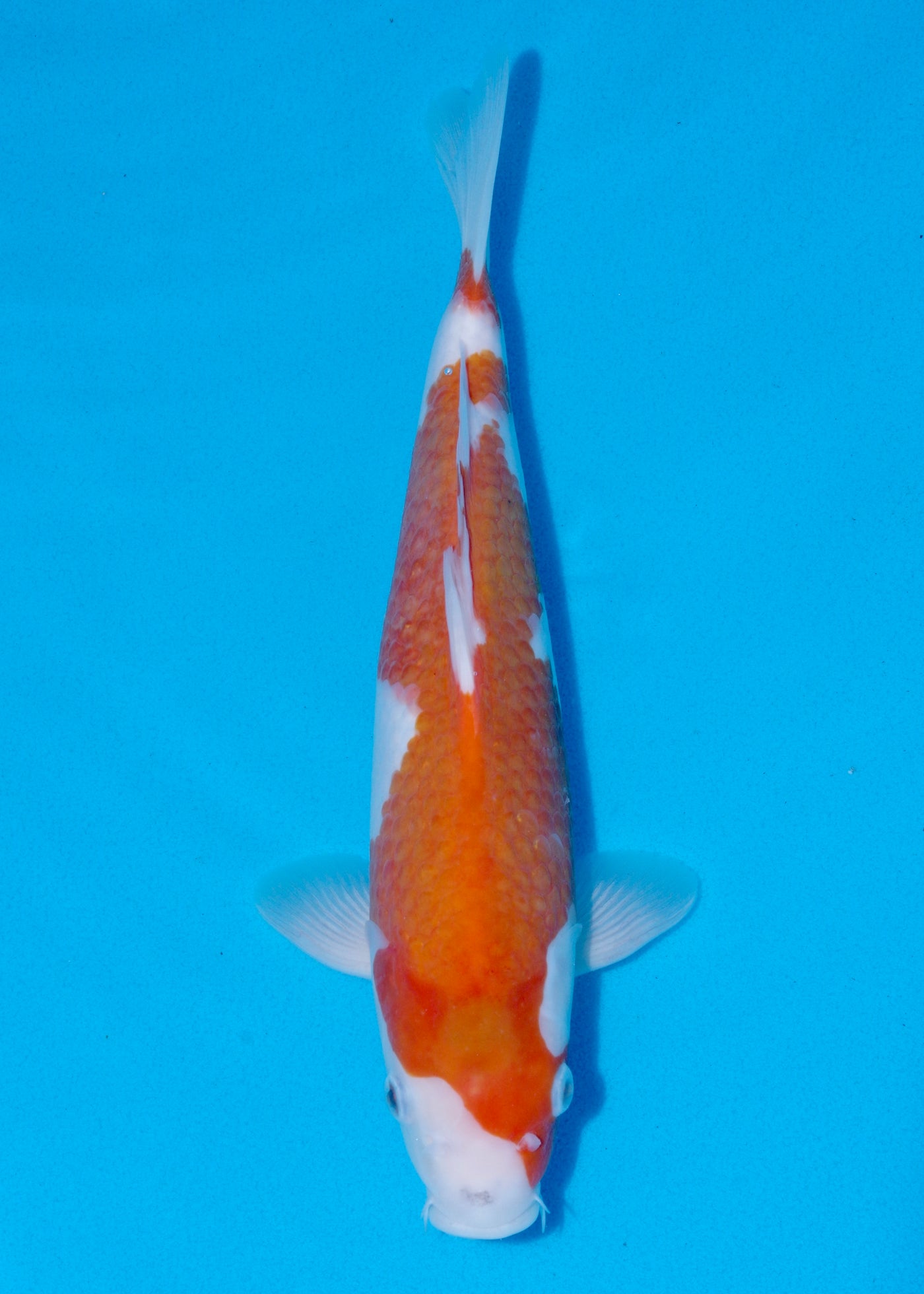 34cm Goshiki (Byer Koi Farm) REF - OCT036